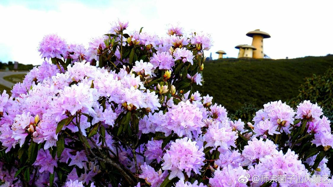 dy播放量自助下单平台